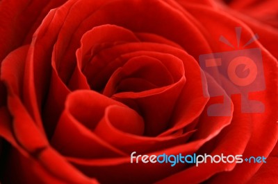 Red Rose Stock Photo