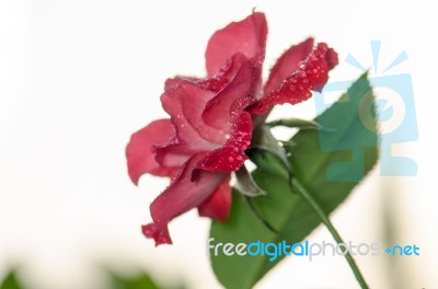 
Red Rose Stock Photo