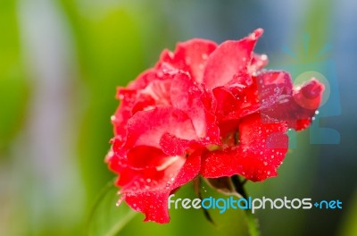 Red Rose Stock Photo