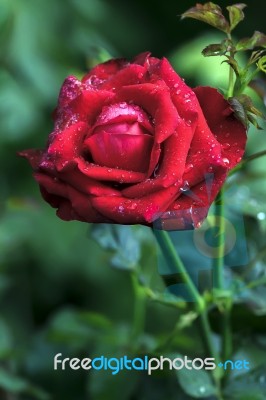 Red Rose Stock Photo