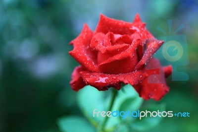 Red Rose Stock Photo