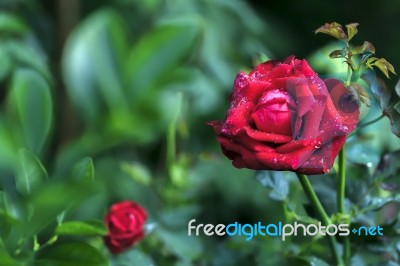 Red Rose Stock Photo