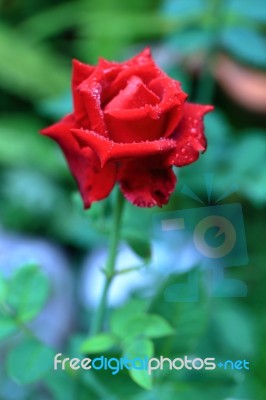 Red Rose Stock Photo