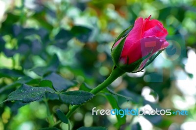 Red Rose Stock Photo