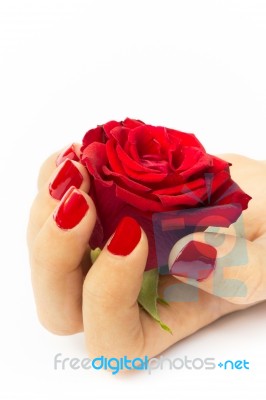 Red Rose In Female Hand Stock Photo