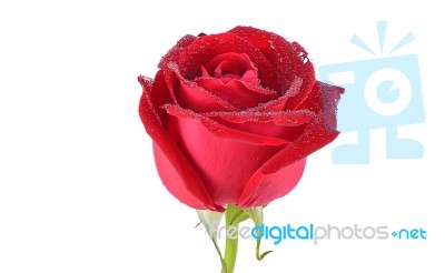 Red Rose Isolated On White Background Stock Photo