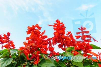 Red Salvia Flowers With Sky Stock Photo