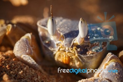 Red Sea Ghost Crab, Ocypode Saratan Stock Photo
