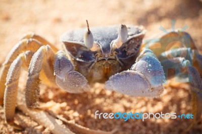 Red Sea Ghost Crab, Ocypode Saratan Stock Photo