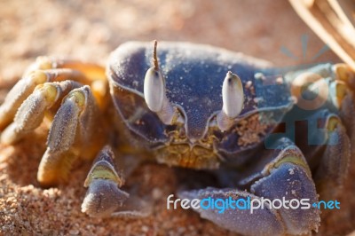 Red Sea Ghost Crab, Ocypode Saratan Stock Photo