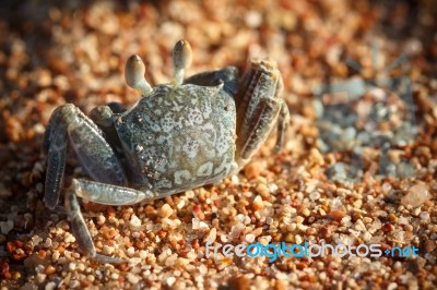 Red Sea Ghost Crab, Ocypode Saratan Stock Photo