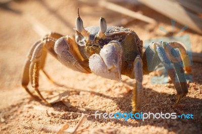 Red Sea Ghost Crab, Ocypode Saratan Stock Photo