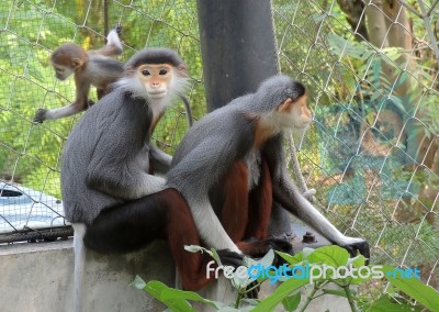 Red-shanked Douc Langur Stock Photo
