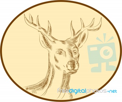 Red Stag Deer Head Circle Etching Stock Image