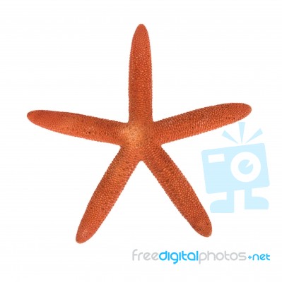Red Star Fish Isolated On White Stock Photo