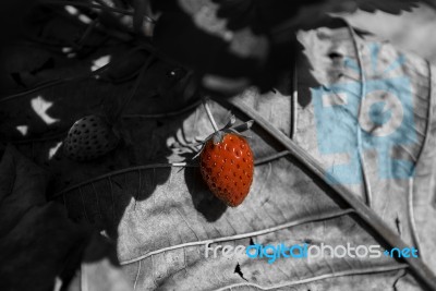 Red Strawberry In Black And White Background Stock Photo