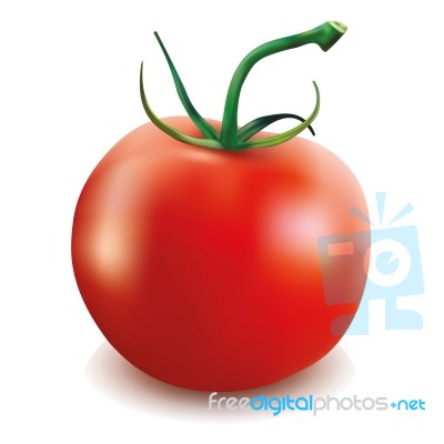 Red Tomato Stock Image