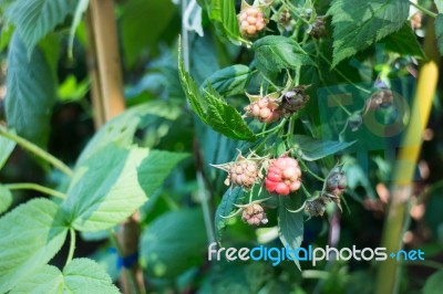 Red Unripe Mulberries On The Branch Stock Photo