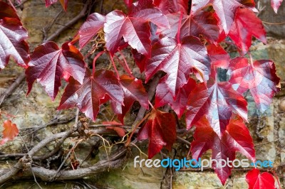 Red Vine Leaves Stock Photo Red Vine Leaves Stock Photo