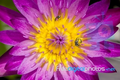 Red Water Lily And Yellow Pollen At The Middle With Bee Insects, Flower Background Stock Photo