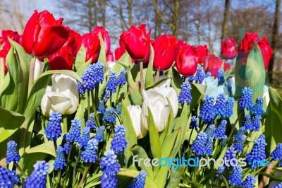 Red White Blue Flowers In Spring Season Stock Photo