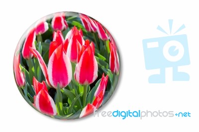 Red White Tulips In Glass Sphere On White Background Stock Photo