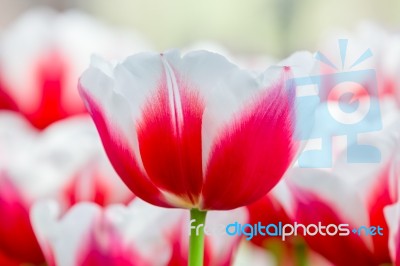 Red With White Tulip In Front Of Field Stock Photo