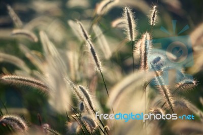 Reeds Grass Background Stock Photo