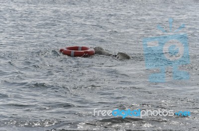 Rescue Dog Swimming With A Life Jacket Stock Photo