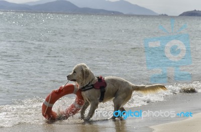 Rescue Dog With Lifebelt Stock Photo