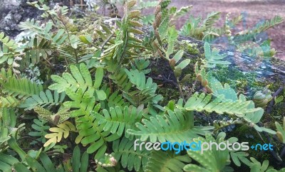 Resurrection Fern Stock Photo Resurrection Fern Stock Photo