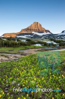 Reynolds Mountain Over Wildflower Field At Logan Pass, Glacier N… Stock Photo