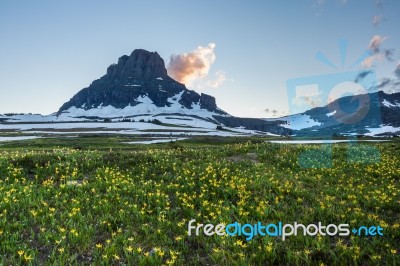 Reynolds Mountain Over Wildflower Field At Logan Pass, Glacier N… Stock Photo