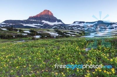 Reynolds Mountain Over Wildflower Field At Logan Pass, Glacier N… Stock Photo