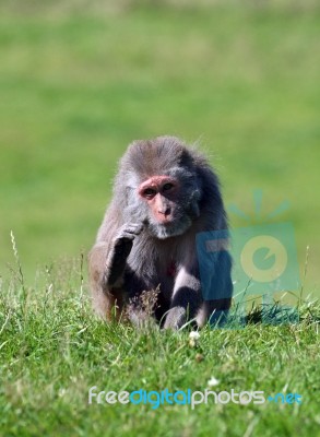 Rhesus Monkey Stock Photo