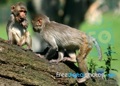 Rhesus Monkeys Stock Photo