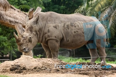 Rhino And Nature Stock Photo