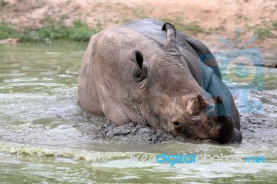 Rhino In The Muddy Water Stock Photo