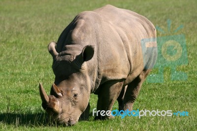 Rhinoceros Stock Photo