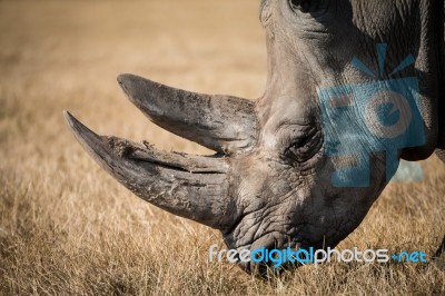 Rhinoceros Close Up Stock Photo