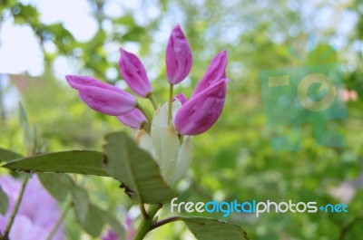 Rhododendron Stock Photo