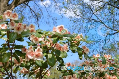 Rhododendron Stock Photo