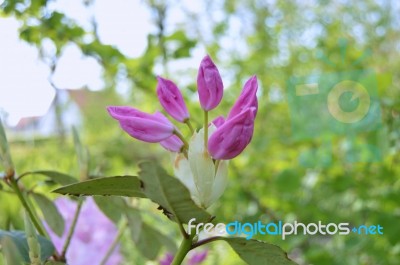 Rhododendron Stock Photo