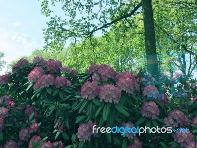 Rhododendron-flowers In The Park Stock Photo