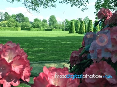 Rhododendron-flowers In The Park Stock Photo