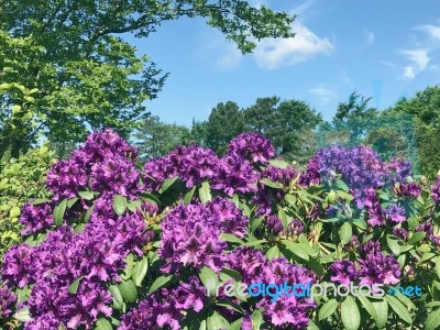 Rhododendron-flowers In The Park Stock Photo