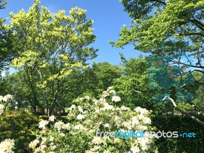 Rhododendron-flowers In The Park Stock Photo