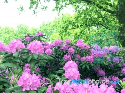 Rhododendron-flowers In The Park Stock Photo