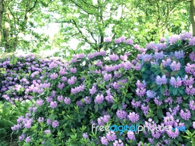 Rhododendron-flowers In The Park Stock Photo