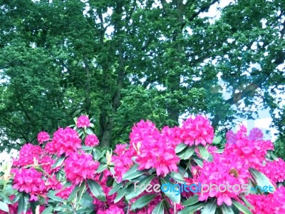 Rhododendron-flowers In The Park Stock Photo